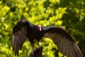 Red-headed Vulture