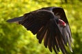 Red-headed Vulture Royalty Free Stock Photo