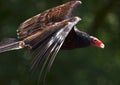 Red-headed Vulture