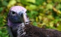 Red-headed Vulture Royalty Free Stock Photo