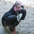 The Red-headed Vulture (Sarcogyps calvus). Royalty Free Stock Photo