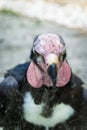 The Red-headed Vulture (Sarcogyps calvus). Royalty Free Stock Photo