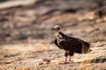 Red headed vulture or sarcogyps calvus or Asian king or Indian black vulture closeup or portrait at Ranthambore National Park or Royalty Free Stock Photo