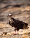 Red headed vulture or sarcogyps calvus or Asian king or Indian black vulture closeup or portrait at Ranthambore National Park or