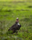 red headed vulture or sarcogyps calvus or Asian king or Indian black vulture in natural scenic green background during season Royalty Free Stock Photo