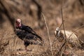 Red headed vulture or sarcogyps calvus or pondicherry vulture close up with expression at Ranthambore