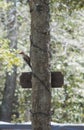 Red headed wood pecker