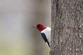 Red Headed Woodpecker