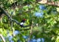 Red Headed Woodpecker