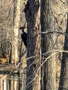 Red headed woodpecker bird pecking on tree