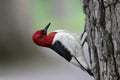 Red-headed woodpecker