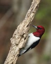 Red-headed woodpecker closeup