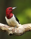 Red-headed Woodpecker Closeup