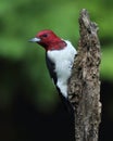 Red-headed woodpecker closeup