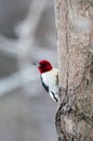 Red-headed woodpecker on icy branch Royalty Free Stock Photo