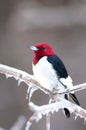 Red-headed woodpecker on icy branch Royalty Free Stock Photo