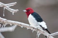 Red-headed woodpecker on icy branch Royalty Free Stock Photo