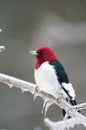 Red-headed woodpecker on icy branch Royalty Free Stock Photo