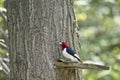 Red-Headed Woodpecker Melanerpes erythrocephalus