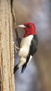 Red-headed woodpecker Melanerpes erythrocephalus Royalty Free Stock Photo