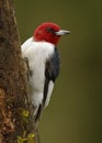 Red-headed Woodpecker on a tree stump