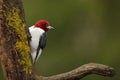 Red-headed Woodpecker on a mossy tree stump
