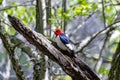 The red-headed woodpecker (Melanerpes erythrocephalus) Royalty Free Stock Photo