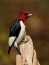 Red-headed Woodpecker (Melanerpes Erythrocephalus)