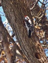 Red-headed Woodpecker, pecking out a nest.