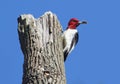 Red-headed Woodpecker (Melanerpes erythrocephalus) Royalty Free Stock Photo