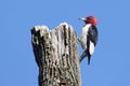 Red-headed Woodpecker (Melanerpes erythrocephalus) Royalty Free Stock Photo