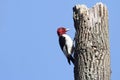 Red-headed Woodpecker (Melanerpes erythrocephalus) Royalty Free Stock Photo