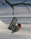 Red Headed Woodpecker