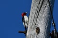 Red headed woodpecker sits perched on a hydro electricity pole