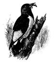 Red Headed Woodpecker vintage illustration