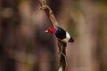 Red headed Woodpecker Weymouth Woods Sandhills Preserve NC