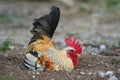 Red-headed Yellow Chicken is lying on the ground in an outdoor g Royalty Free Stock Photo