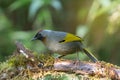 Red headed,yellow wings bird.