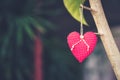 Red heart fabric hanging on branch tree with space Royalty Free Stock Photo