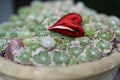 Red heart in green plants in pot. Royalty Free Stock Photo