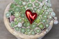 Red heart in green plants in pot. Royalty Free Stock Photo