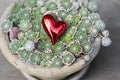 Red heart in green plants in pot. Succulent plants outdoor. Royalty Free Stock Photo