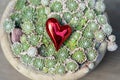 Red heart in green plants in pot. Succulent plants outdoor. Royalty Free Stock Photo