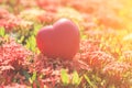 Red Heart on Green spike flower tree for love and Valentine`s Day Royalty Free Stock Photo