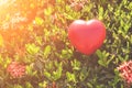 Red Heart on Green spike flower tree for love and Valentine`s Day Royalty Free Stock Photo