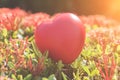 Red Heart on Green spike flower tree for love and Valentine`s Day Royalty Free Stock Photo