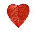 Red heart leaf Royalty Free Stock Photo