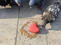 A red heart lies on the road in the grain, and there are pigeons around and look at the grain with interest