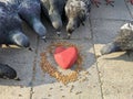 A red heart lies on the road in the grain, and there are pigeons around and look at the grain with interest