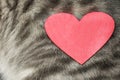 A red heart lies on the skin of a domestic gray striped cat. Top view, horizontal photo. The idea is to give pets love and